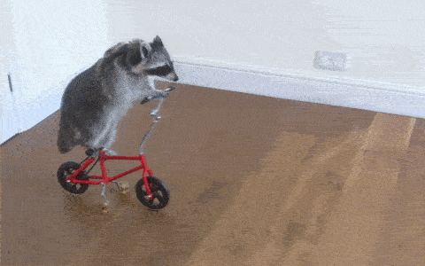 Raccoon illustration